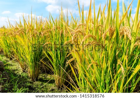 Ripe rice field and sky landscape on the farm