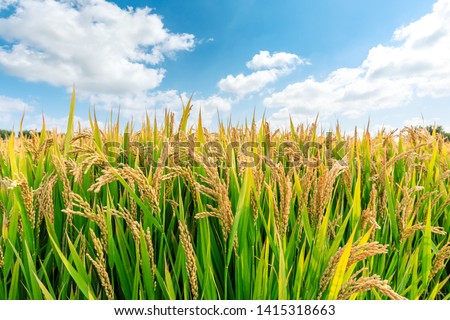 Ripe rice field and sky landscape on the farm Royalty-Free Stock Photo #1415318663