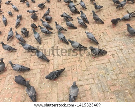 Best highflying pigeons,bird.Kathmandu Nepal,June 04/2019.