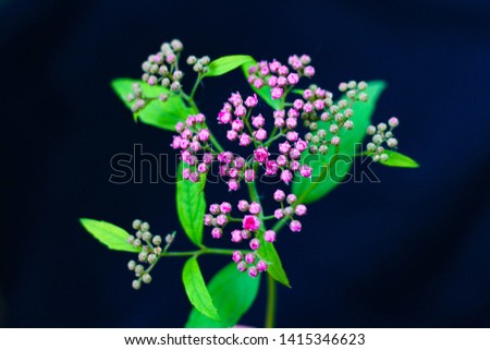 Beautiful pink color flowers, natural