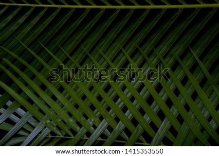 Green leaf layout, dark tropical tone, creative, Wang Rabat natural summer concept, Phuket Thailand