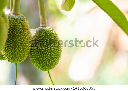 Little small fresh durian on durian tree