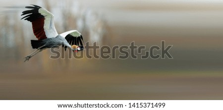Grey Crowned Crane flying in the sky