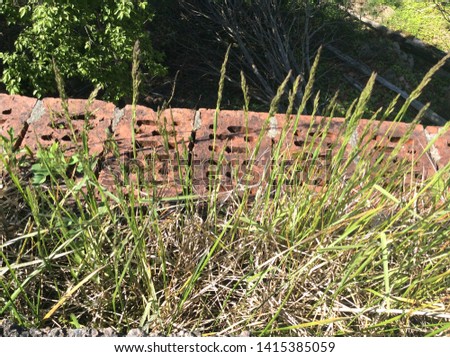 grass growing next to red brick