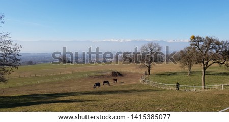 Horses in the field, France