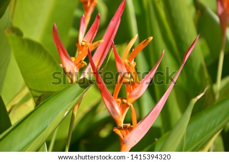 Heliconia. Lobster-claws, toucan beak, wild plantains or false bird-of-paradise.