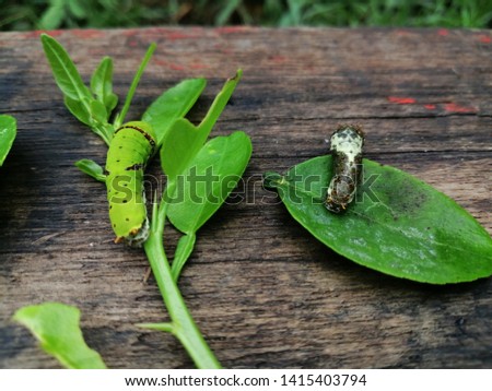 Worm on green lemon leaves on wooden background.