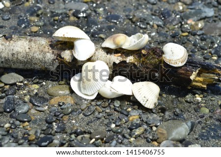very beautiful seashells,seashells of different colors