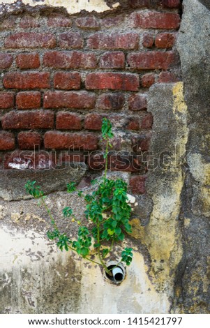 A plant germinated on an outlet in a wall for waste water pipe in a semi plastered wall with exposed red mud bricks in an old Indian house