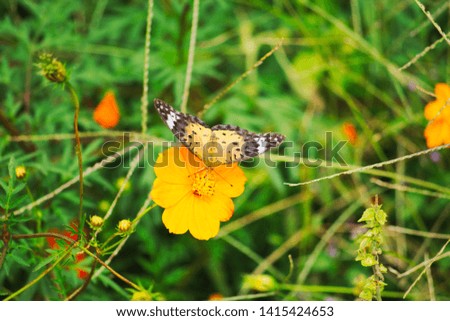 Halibut butterfly resting on cosmos


