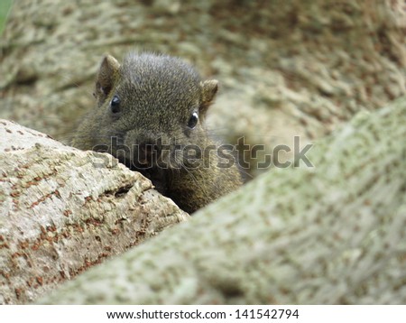 a cute peeping squirrel behind the branchs