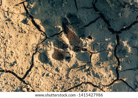 Traces of animals on dry clay soil. The texture of cracked soil. Cracks and fractures on the ground.