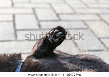 Black cat paw isolated outdoors