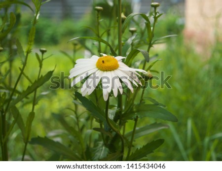 Daisy chamomile flowers field in garden, medow of daisies