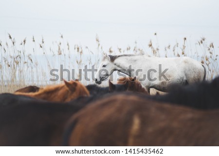 White horse standing in front of reeds among other horses