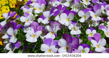 White and purple violets. Sunny day.
