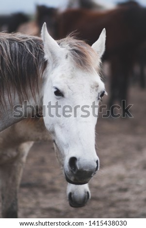 happy white horse among other horses