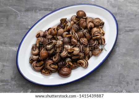 boiled snails with herbs in white dish on ceramic background