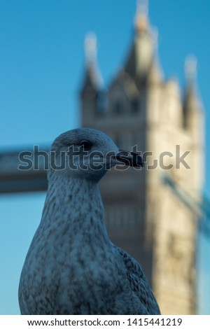 Young Seagull pictured n front of Tower Bridge and the Beflast on river Thames in London