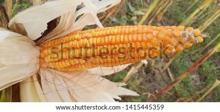 dried corn yellowing in the fields ready for harvest