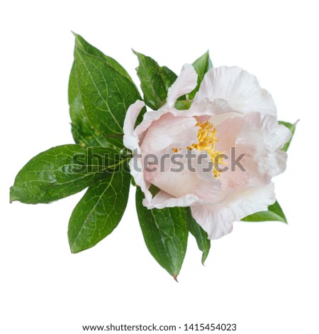 Gentle pinkish peony flower isolated on white background.