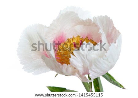 Gentle pink peony flower isolated on white background.