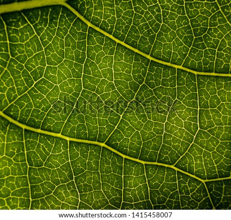 Background image of a leaf of a tree close up. A green leaf of a tree is a big magnification. Macro shooting