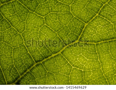Background image of a leaf of a tree close up. A green leaf of a tree is a big magnification. Macro shooting