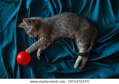 Beautiful gray little cat sleeping on the couch with a red ball