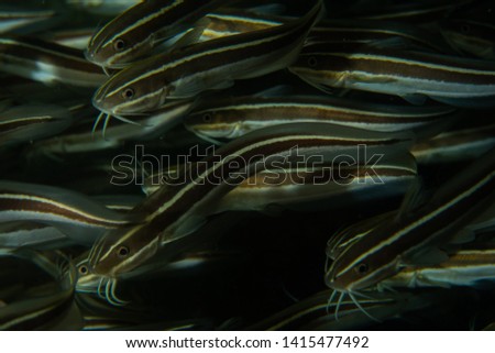 Under Water Goat Fish Picture 