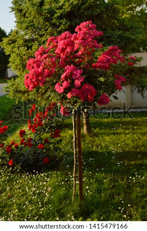 pink rose tree in blossom growing in the garden
