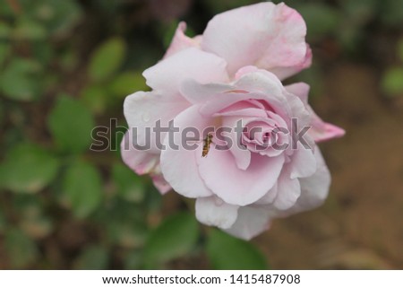 A Garden of Blooming Rose Flowering Plants