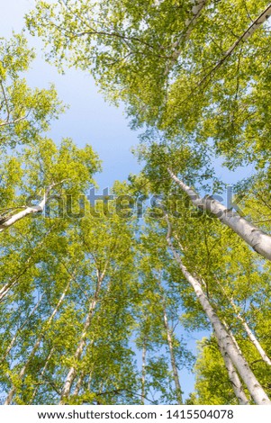 Birch forest in Otaru, Hokkaido, Japan