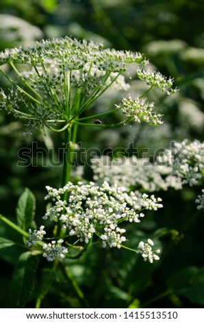 Wildflowers. Spring meadow. Botanical photography. Macro. 