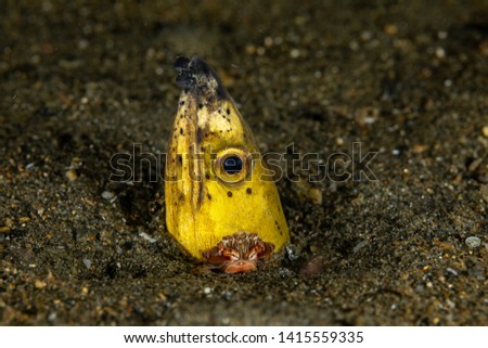 Longfin snake eel, Pisodonophis cancrivorus, is an eel in the family Ophichthidae worm/snake eels and a Harlequin Swimming Crab, Lissocarcinus laevis