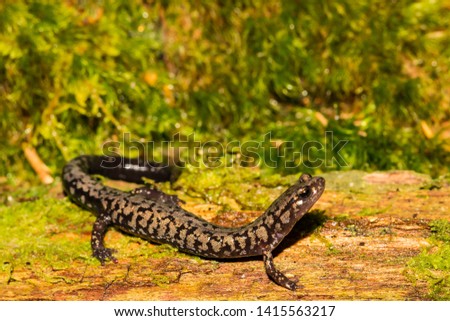Weller's Salamander (Plethodon welleri) close up