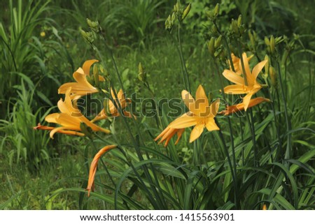 A day lily bloomed in a mountain