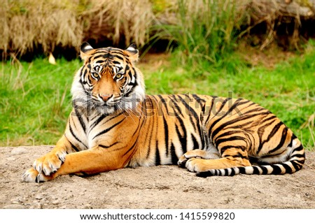 Tiger is one of the most beautiful animals in the world Royalty-Free Stock Photo #1415599820