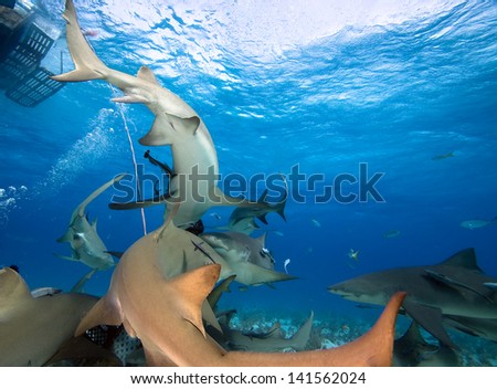 Group of sharks under boat