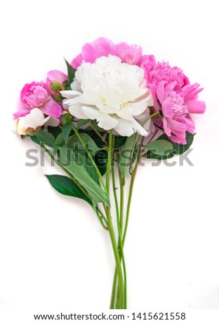 Bouquet of pink and white peonies on a white background. Young fresh plants. isolated