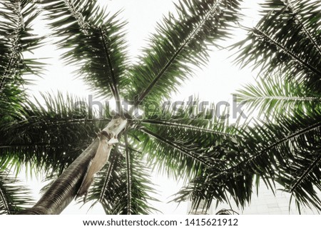 Tropical palm leaves, greenery. Creative layout, toned image filter