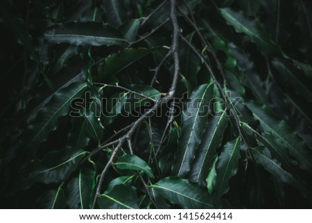 Deep dark green palm leaves pattern. Creative layout, toned image filter effect