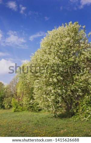 Spring landscape with blooming bird cherry.Nature in the vicinity of Pruzhany, Brest region, Belarus.