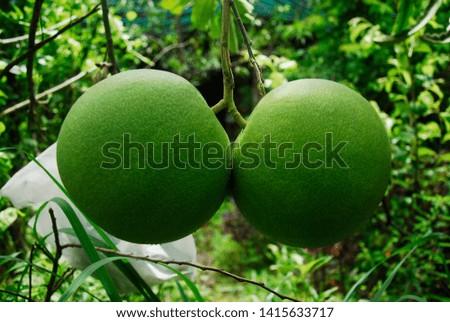 Citrus maxima: High quality image