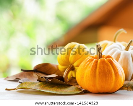 Pumpkins on rural landscape background.