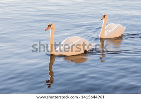 Majestic swans of Bergen Norway