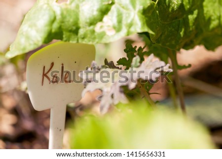 A plant marker with the word "kale" on it sits in a summer veggie garden.