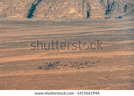 
herd of sheep in Wadi Rum in the Jordanian red sand desert. Wadi Rum also known as The Valley of the Moon,  Jordan - Image