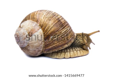 garden snail isolated on white background