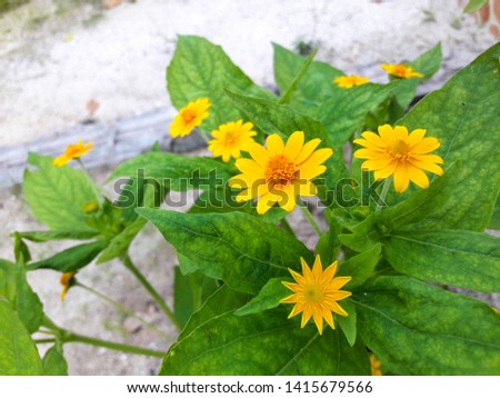 Yellow flowers, green leaves in pots